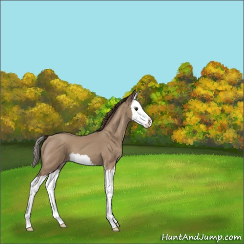 Horse Color:Classic Champagne Splash 
