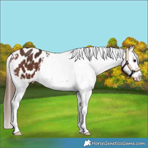 Horse Color:Bay Appaloosa 