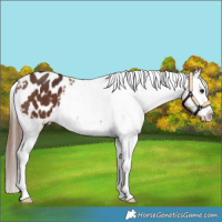 Horse Color:Bay Appaloosa