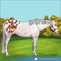 Horse Color:Bay Appaloosa 
