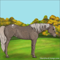 Horse Color:Silver Black Appaloosa 