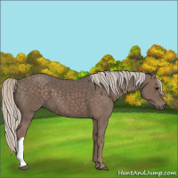 Horse Color:Silver Black