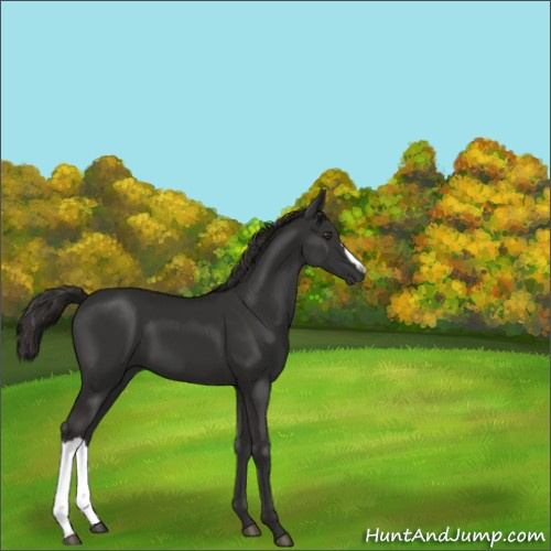 Horse Color:Liver Chestnut 