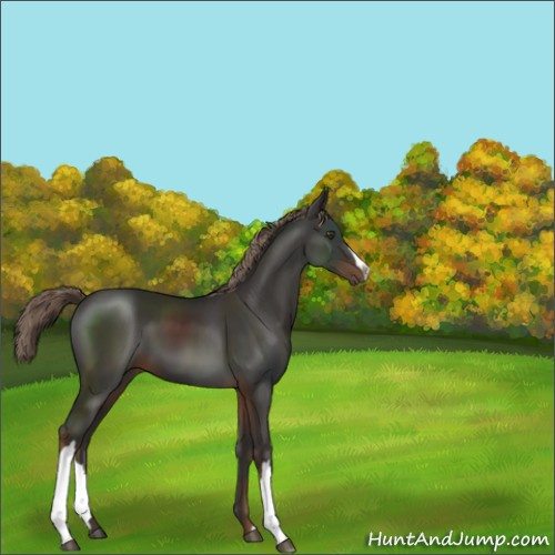 Horse Color:Liver Chestnut 