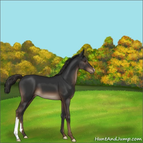 Horse Color:Liver Chestnut 