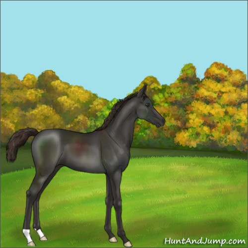 Horse Color:Liver Chestnut 