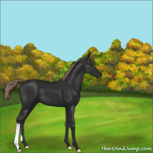 Horse Color:Liver Chestnut 