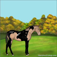 Horse Color:Amber Champagne Tobiano 