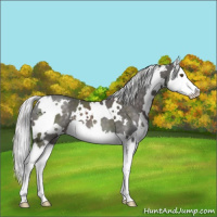 Horse Color:Platinum White Spotted Chocolate Palomino Splash 