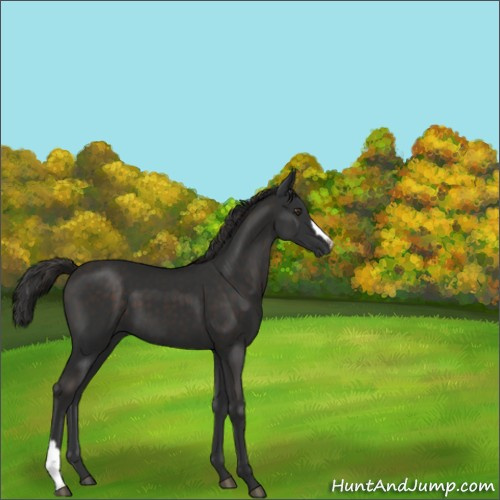 Horse Color:Liver Chestnut 