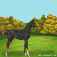 Horse Color:Liver Chestnut 
