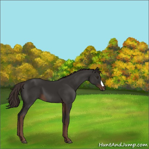 Horse Color:Liver Chestnut 