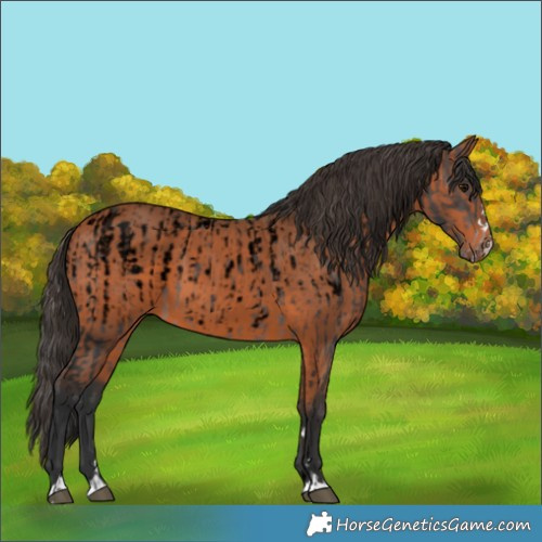 Horse Color:Void Platinum Brown Appaloosa  and Bay 