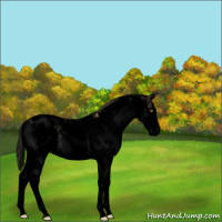 Horse Color:Void Amber Champagne Sabino Near Leopard 