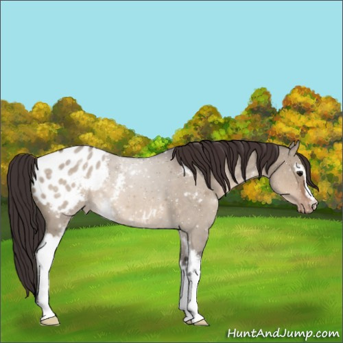 Horse Color:ERROR: UNKNOWN ANOMALY