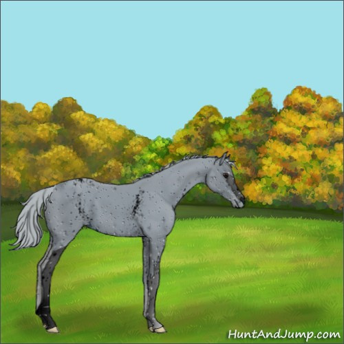 Horse Color:ERROR: UNKNOWN ANOMALY