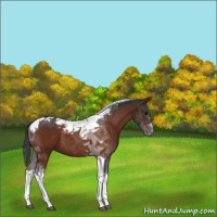 Horse Color:Brown Tobiano