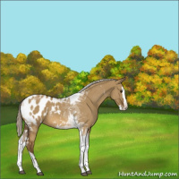 Horse Color:Chocolate Palomino Dun Splash Tobiano Blanket