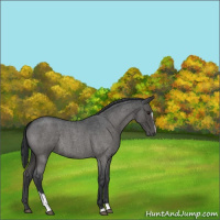 Horse Color:Blue Roan Sabino 