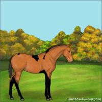 Horse Color:Void Buckskin Tobiano 
