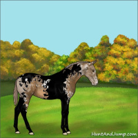 Horse Color:Chocolate Palomino Tobiano 