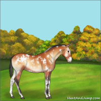 Horse Color:White Spotted Bay Onyx 