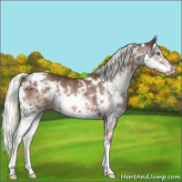 Horse Color:White Spotted Liver Chestnut Mushroom Sabino Splash 