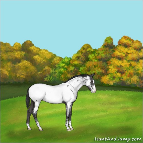 Horse Color:Black Sabino Appaloosa 