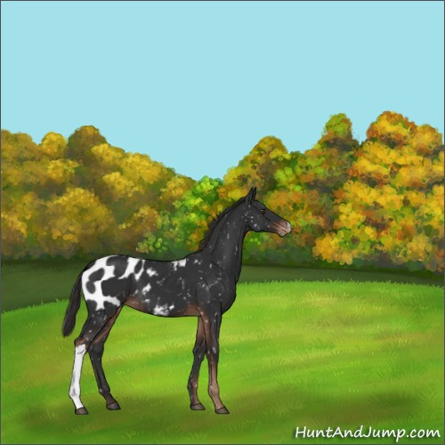 Horse Color:Liver Chestnut Appaloosa 