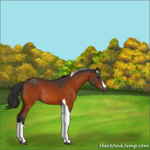 Horse Color:Bay Tobiano Rabicano 