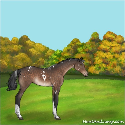 Horse Color:White Spotted Brown Tobiano 