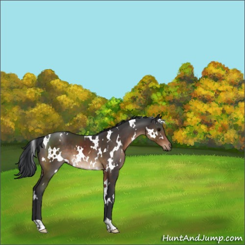 Horse Color:White Spotted Brown 