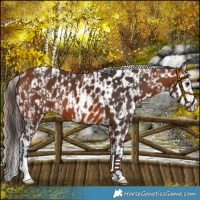 Horse Color:Bay  and Bay Near Leopard 