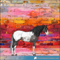 Horse Color:Brown Roan Splash Near Fewspot Rabicano 