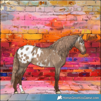 Horse Color:Gray Liver Red Dun Roan Appaloosa Brindle 