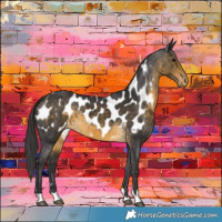 Horse Color:Buckskin Appaloosa 