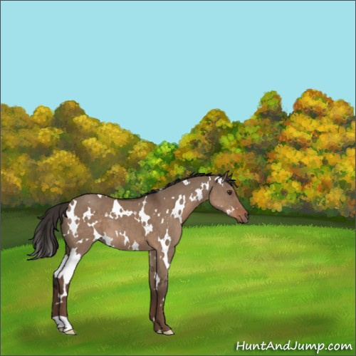 Horse Color:White Spotted Liver Red Dun 
