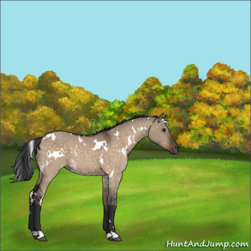 Horse Color:White Spotted Brown Dun 