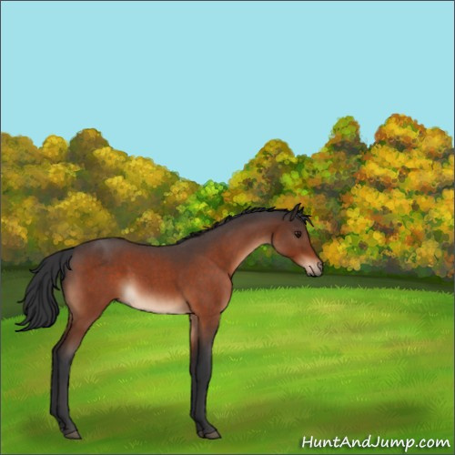 Horse Color:Brown Roan 