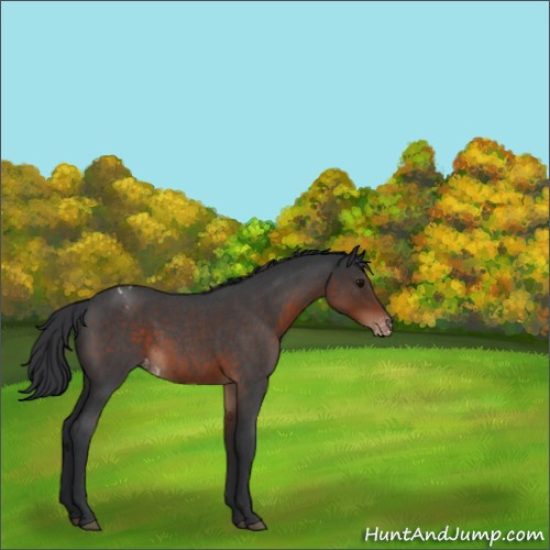 Horse Color:Brown Roan Appaloosa 