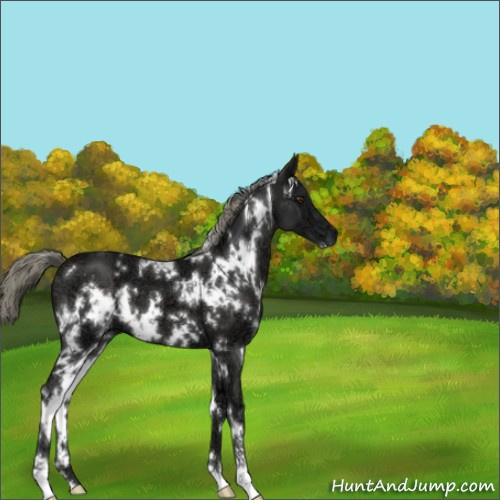 Horse Color:White Spotted Liver Chestnut Ice Mushroom 