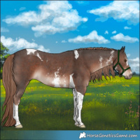 Horse Color:Liver Chestnut Sabino Tobiano 