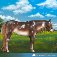 Horse Color:White Spotted Liver Chestnut Sabino 