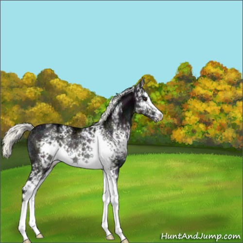 Horse Color:White Spotted Midnight Liver Chestnut Ice Mushroom Rabicano 