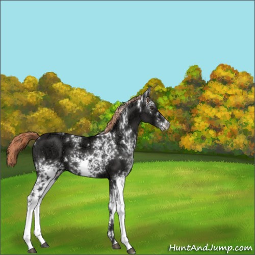 Horse Color:White Spotted Liver Chestnut Ice 