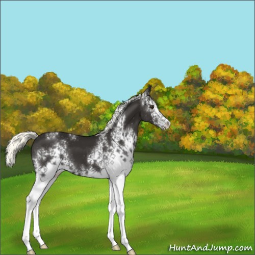 Horse Color:White Spotted Liver Chestnut Mushroom 
