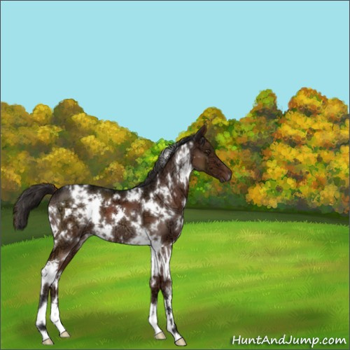 Horse Color:White Spotted Liver Chestnut Ice 
