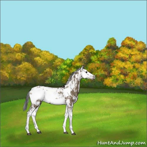 Horse Color:Gray Brown Dun Sabino Brindle 