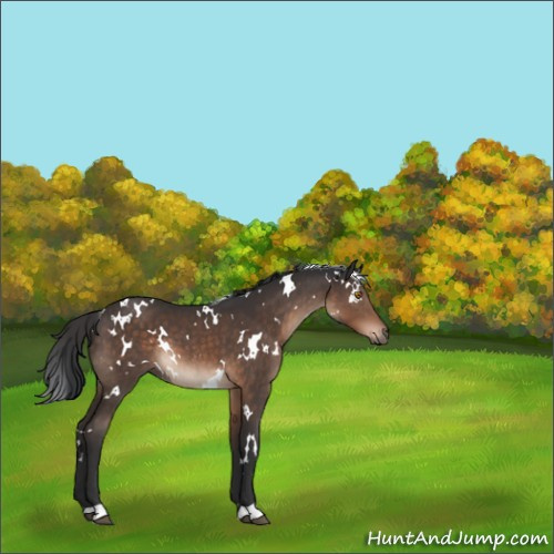Horse Color:White Spotted Brown 