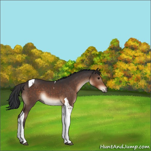 Horse Color:Brown Sabino Tobiano 